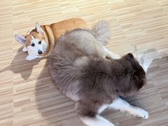 -喵小馆·猫咖狗咖猪咖·饮品店