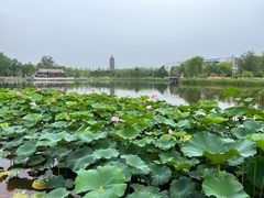 -西海子公园