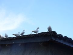-良渚古城遗址公园