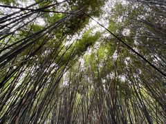 -开平碉楼文化旅游区马降龙景区