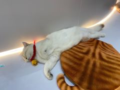 -COLOR PETS 撸猫馆·购猫·猫咖(长风大悦城店)
