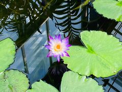 -国家植物园南园