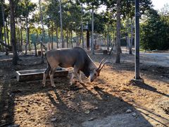 -清迈夜间动物园