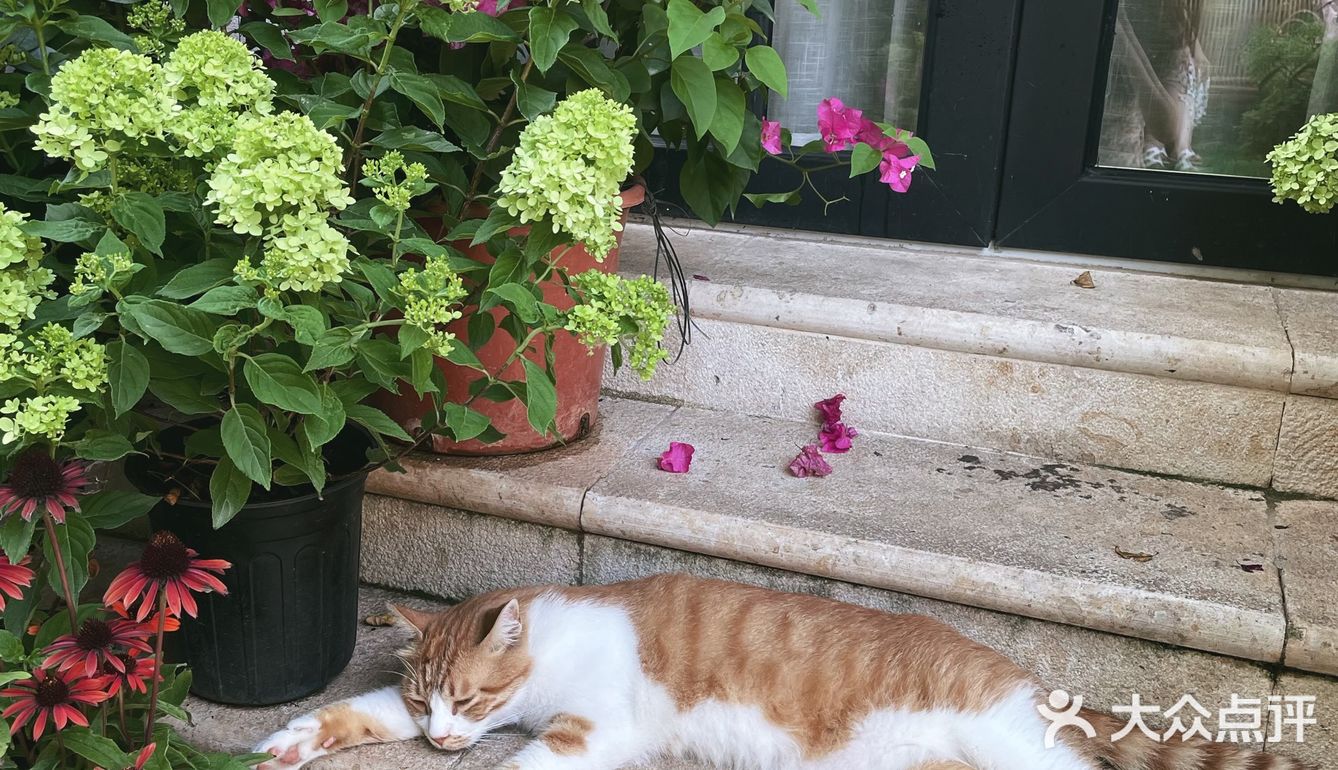 超出片的闺蜜下午茶地点👯♀️—Cooperland多事之丘