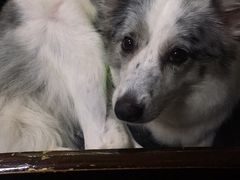 -瑞派名望24h动物医院异宠专科·猫专科·骨科·重症监护分院