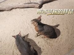-绿色星球动物主题公园
