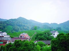 -龙井村