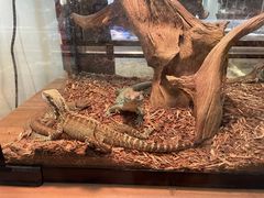 -酷以爬仙阁实体爬宠店·守宫·蜥蜴·专业繁育