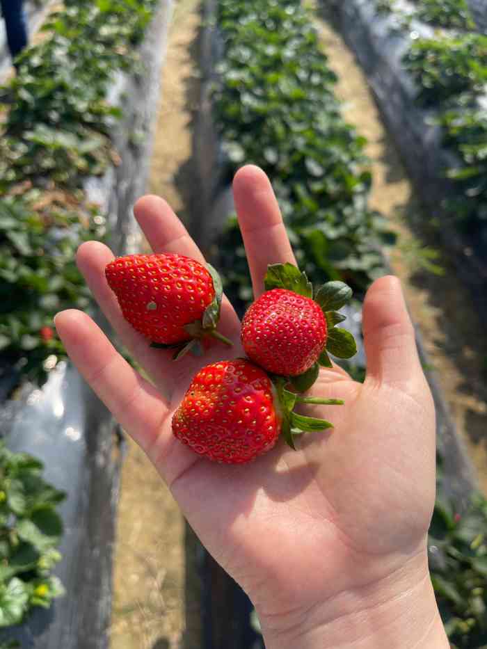 兴旺草莓园-"跟老公和朋友带着朋友的娃一起去的,十分适.