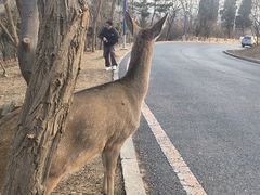 -大连森林动物园