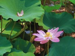 -荷塘月色湿地公园·向阳花洲