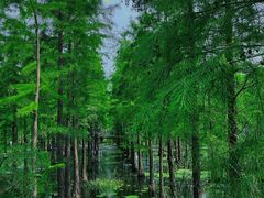 -池杉湖湿地公园