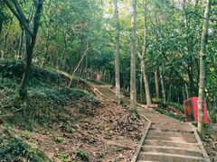 -上海佘山国家森林公园天马山园