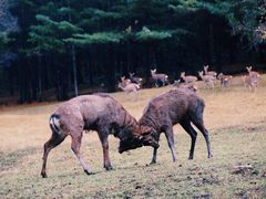 -五营红松林海景区