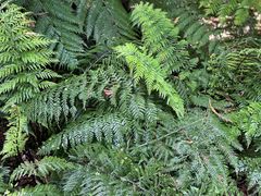 -墨尔本皇家植物园