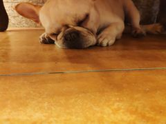 -more than meow吴止猫主题餐厅(承德 中船汇店)