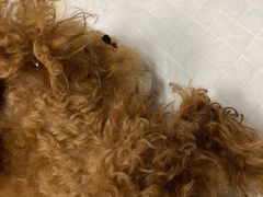 -顺强宠物诊所·狂犬免疫·夜诊·骨科(嘉定店)
