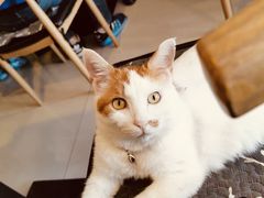 -平行世界·猫咖(首经贸店)