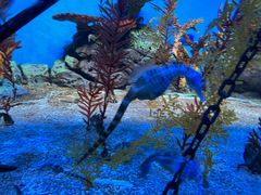 -上海海洋水族馆