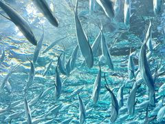 -上海海洋水族馆