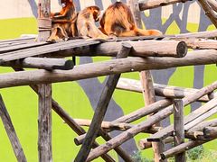 -北京野生动物园