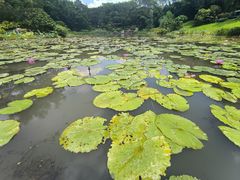 -云溪植物园