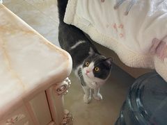 -爱诺耐芙动物医院(万博店)