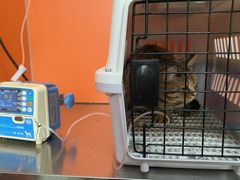 -瑞派福兴宠物医院犬猫全科·骨科·中西医结合(河东店)