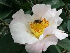 -金花茶公园
