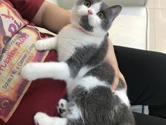 -lincat·猫舍(广州店)