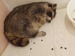 -浣熊柯尔鸭土拨鼠·电玩咖