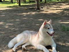 -爪吧宠物乐园 (温榆河示范区店)