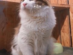 -猫爷宠物生活馆·撸猫馆