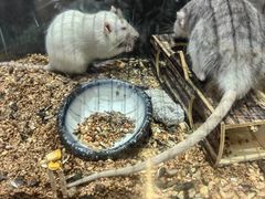 -more than meow吴止猫主题餐厅(承德 中船汇店)