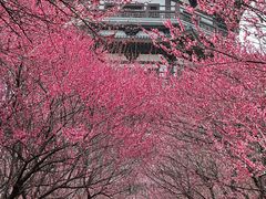 -洋湖国家湿地公园