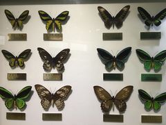 -上海昆虫博物馆