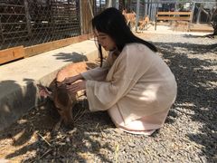 -鹿境梅花鹿生态园区