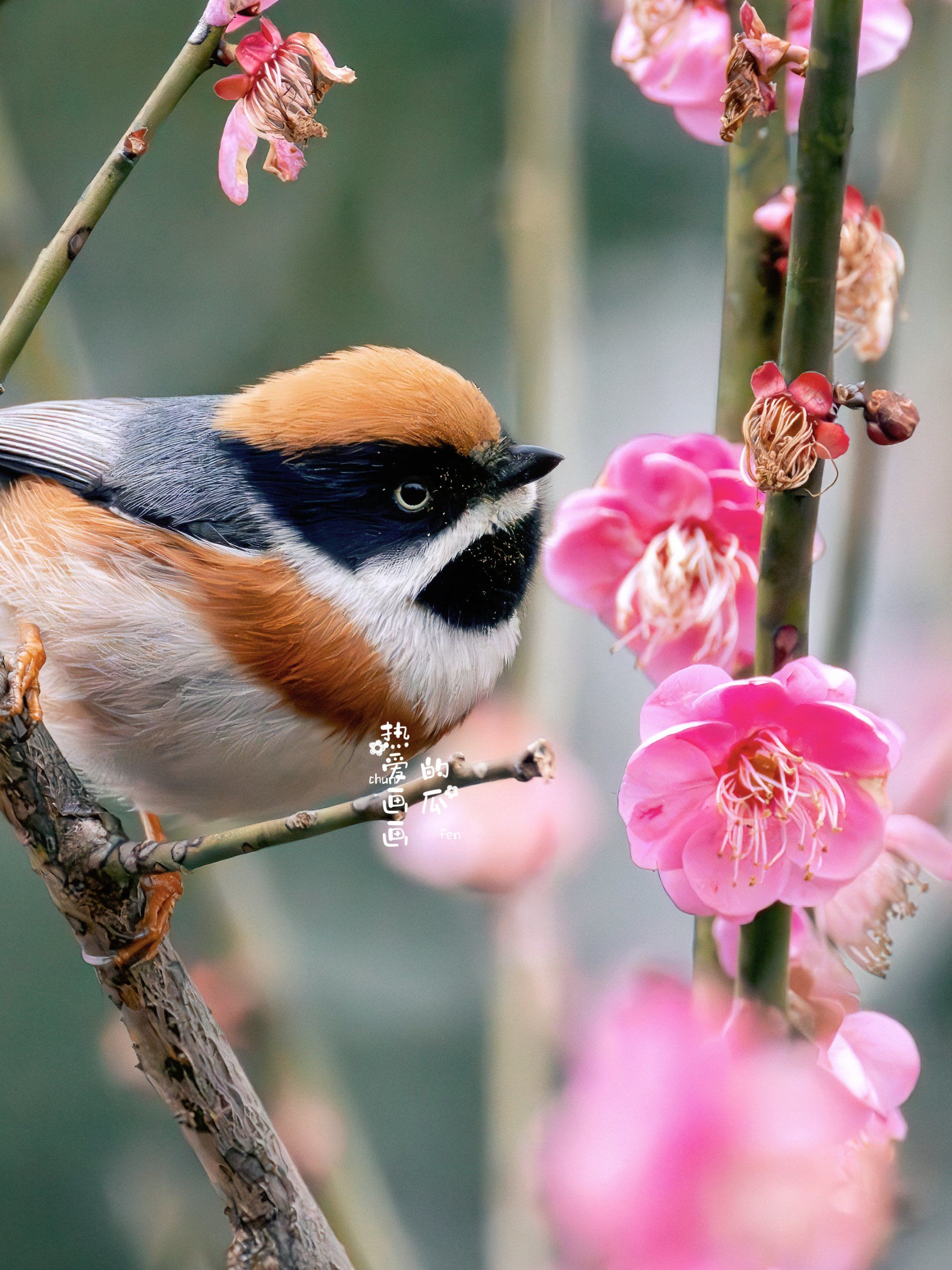 春日🌸里,这么可爱的小鸟你见过么
