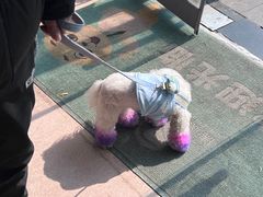 -瑞派·关忠动物医院·猫专科·犬专科(三环新城店)