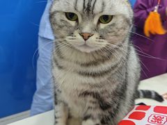 -全心全意连锁动物医院·微创中心·内科急重症·心脏专科(丰管路店)