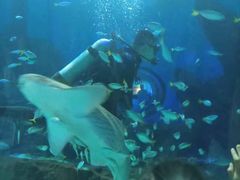 -海合安武汉极地海洋公园