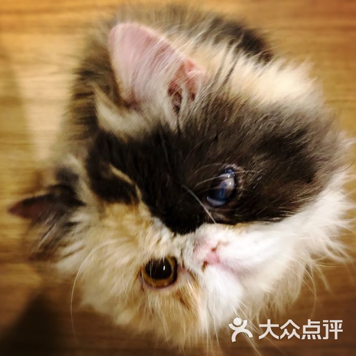 喵星球cat planet