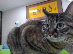 -德元·美联众合24小时动物医院(总院)