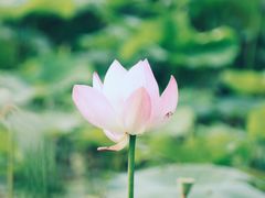 -西青郊野公园