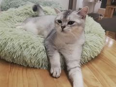 -有喵·猫咖·狗咖·30几只猫10只小狗(岗厦店)