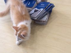 -瑞鹏宠物医院·骨科·猫科·内科(第一中心)