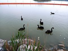 -天津东丽湖风景区