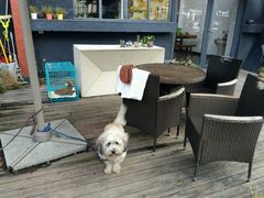 露天位-彼芝奇比萨(红坊店)