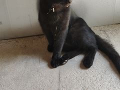 -伟伟宠物医院·瑞派猫友好医院·猫科(光谷店)