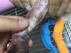 -安安宠物医院(情缘分院)